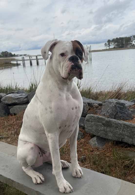 About Dutch: Therapy Dog in Training